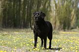 LABRADOR 1012
